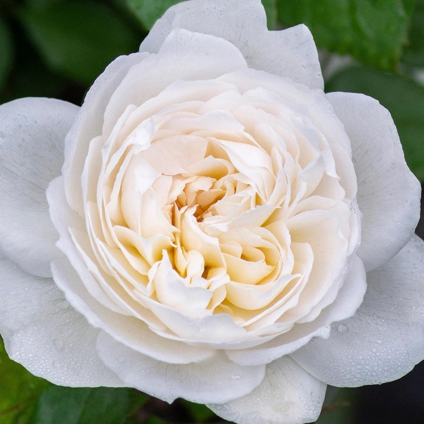 Rosa 'Meidelweis' PP 17,841 - Bloomables® Bolero™ Rose