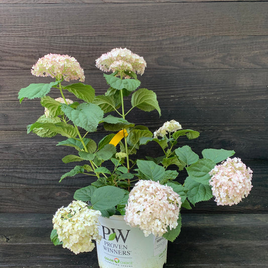 Hydrangea arborescens 'NCHA5' - Invincibelle® Wee White Smooth Hydrangea