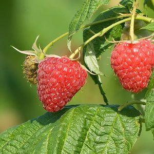 Rubus idaeus 'Polana' - Polana Raspberry