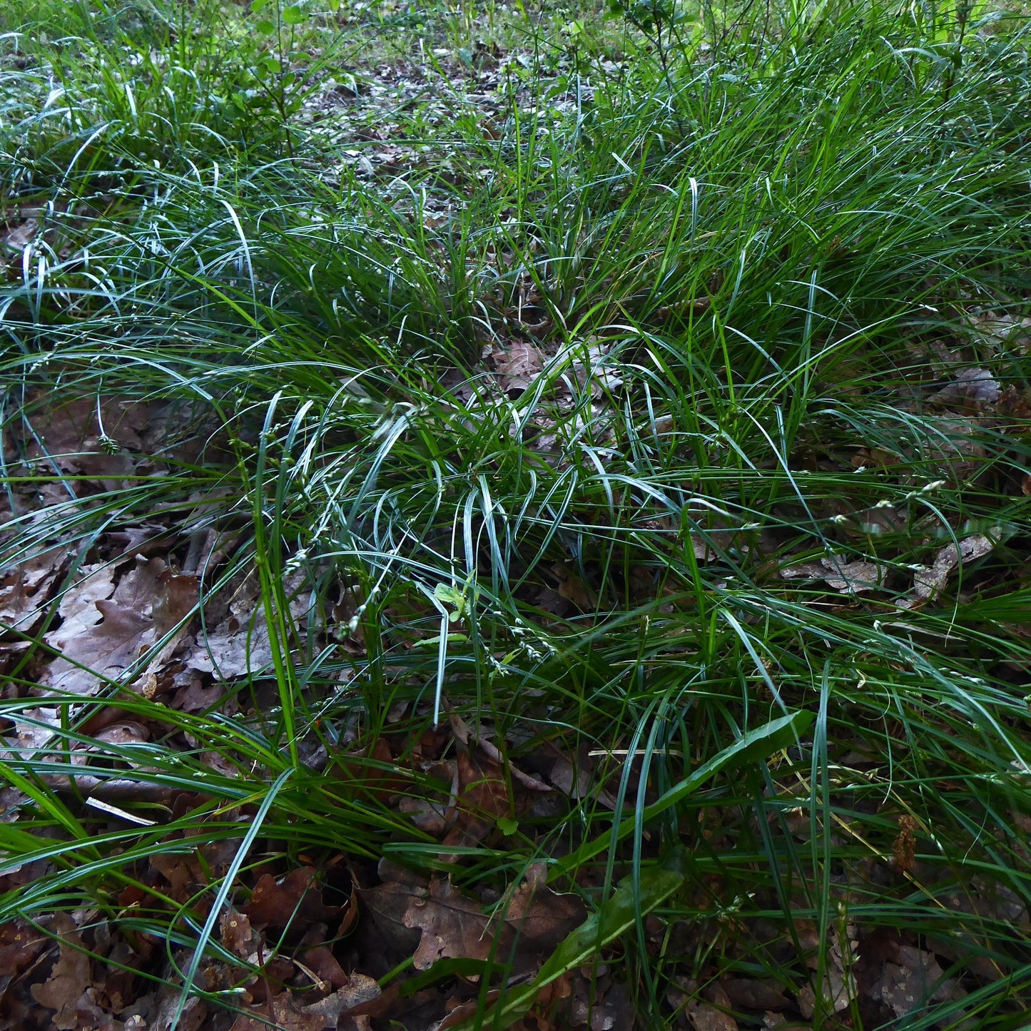 Carex divulsa - Grassland Sedge