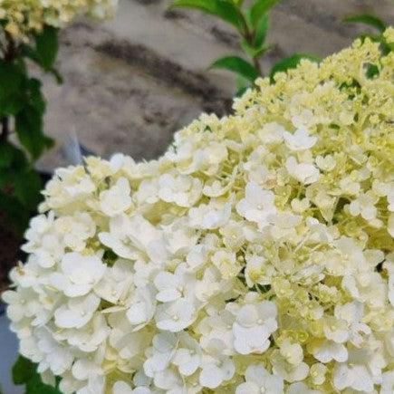 Hydrangea paniculata 'Ilvobo' PP22782 - Proven Winners® Color Choice® Bobo® Hydrangea