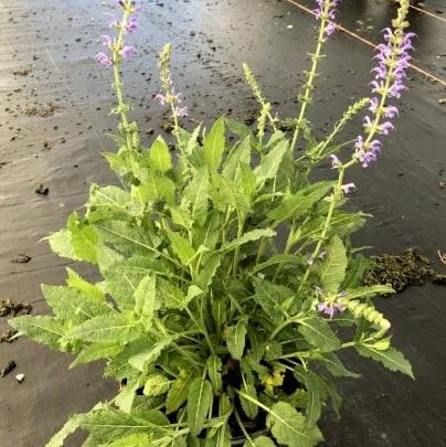 Salvia x sylvestris 'Mainacht’ - May Night Wood Sage