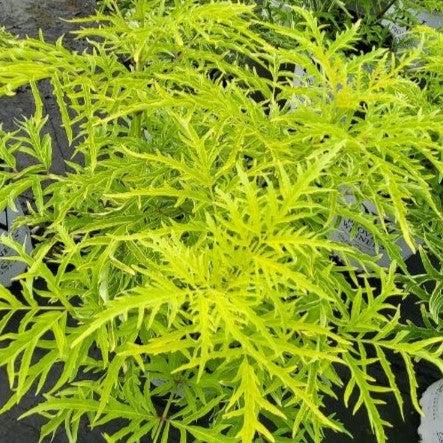 Sambucus racemosa 'SMNSRD4' - Lemony Lace® Elderberry
