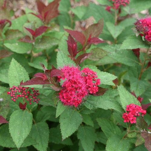 Spiraea x 'NCSX2' - Double Play® Doozie Spirea
