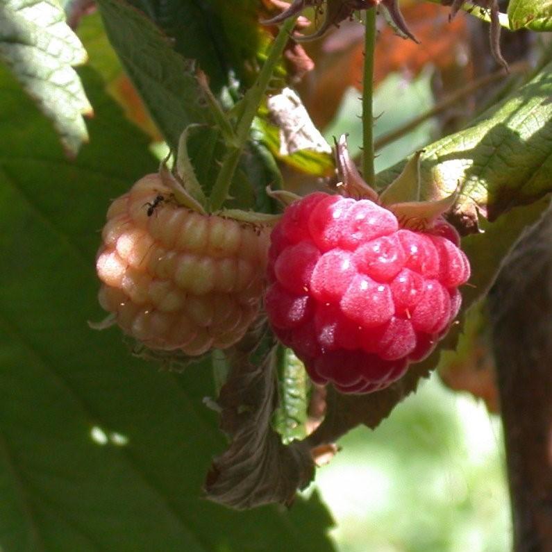 Rubus idaeus 'Heritage' - Heritage Everbearing Raspberry