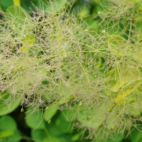 Cotinus coggygria 'MINCOJAU3' - Winecraft Gold® Smokebush