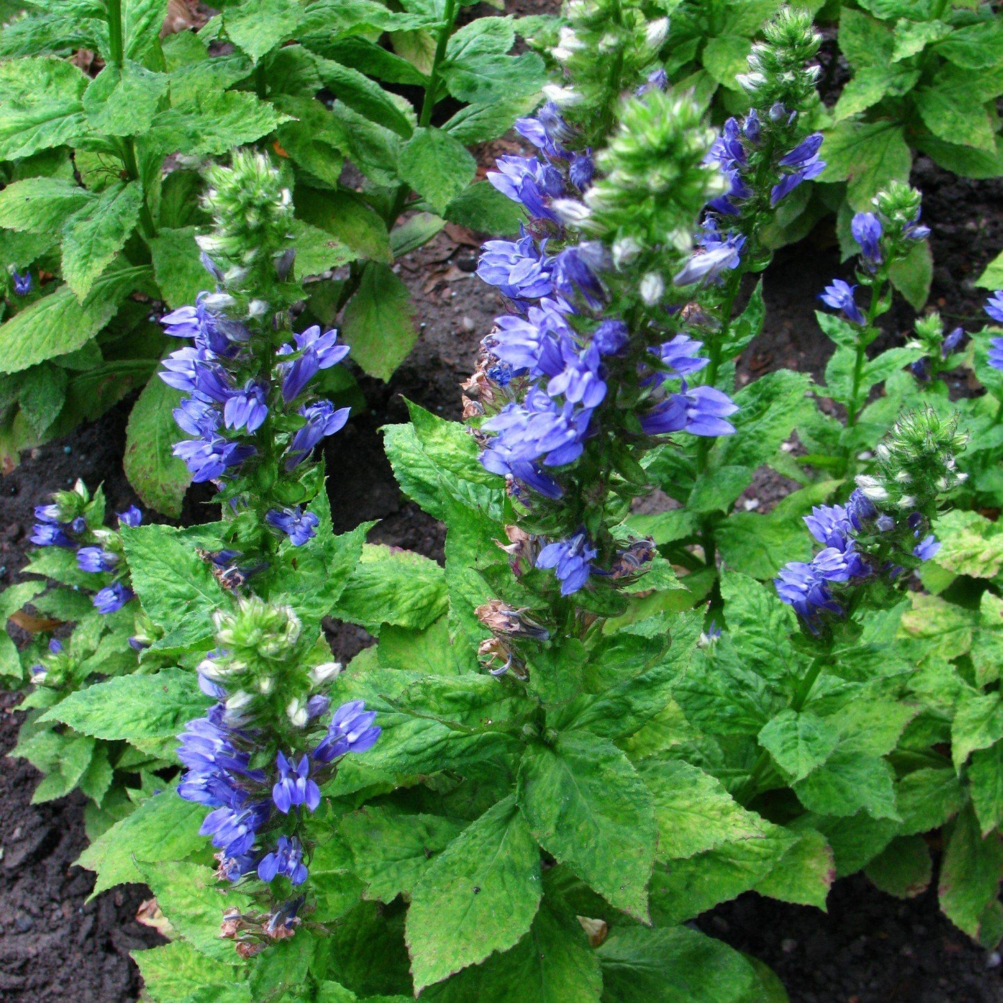 Lobelia siphilitica - Blue Cardinal Flower