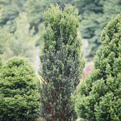 Taxus x media 'SMNTHDC' - Stonehenge® Yew