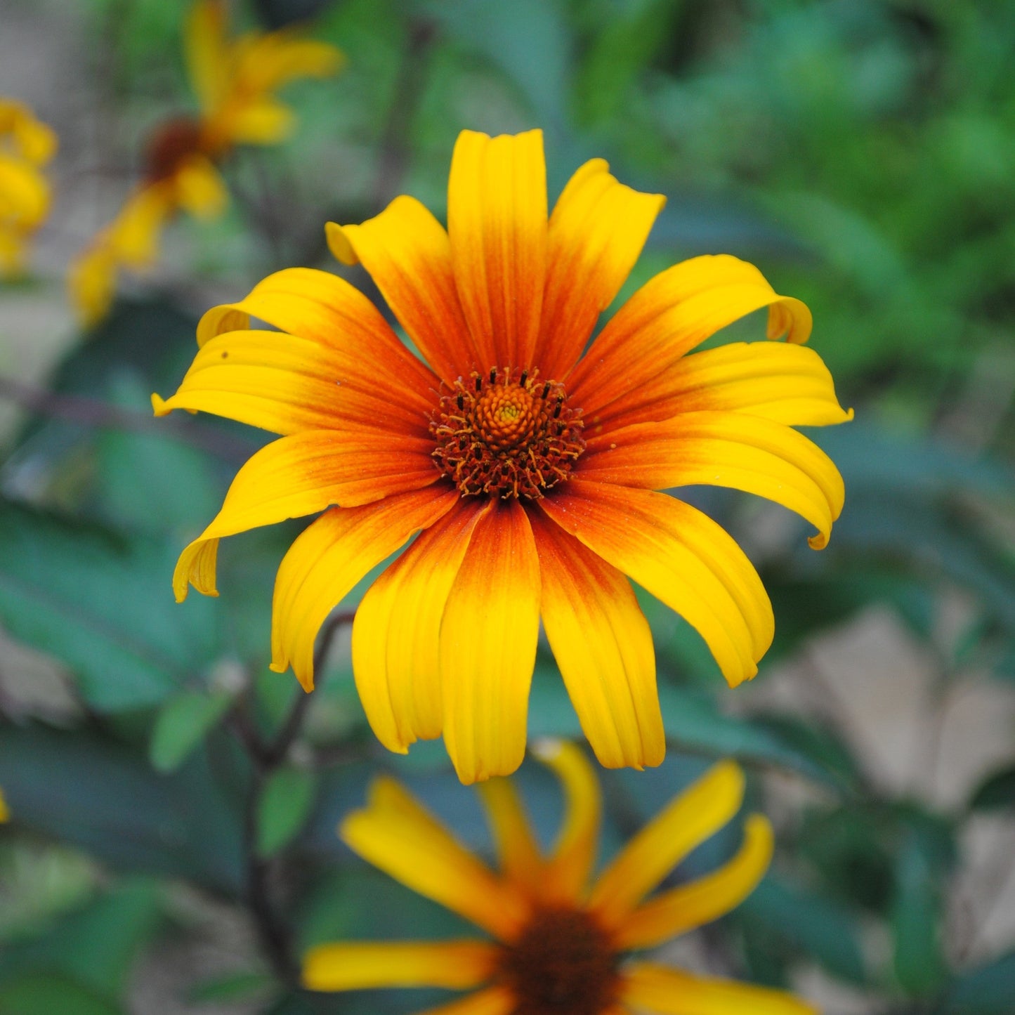 Heliopsis helianthoides var. scabra 'Burning Hearts' - Burning Hearts False Sunflower