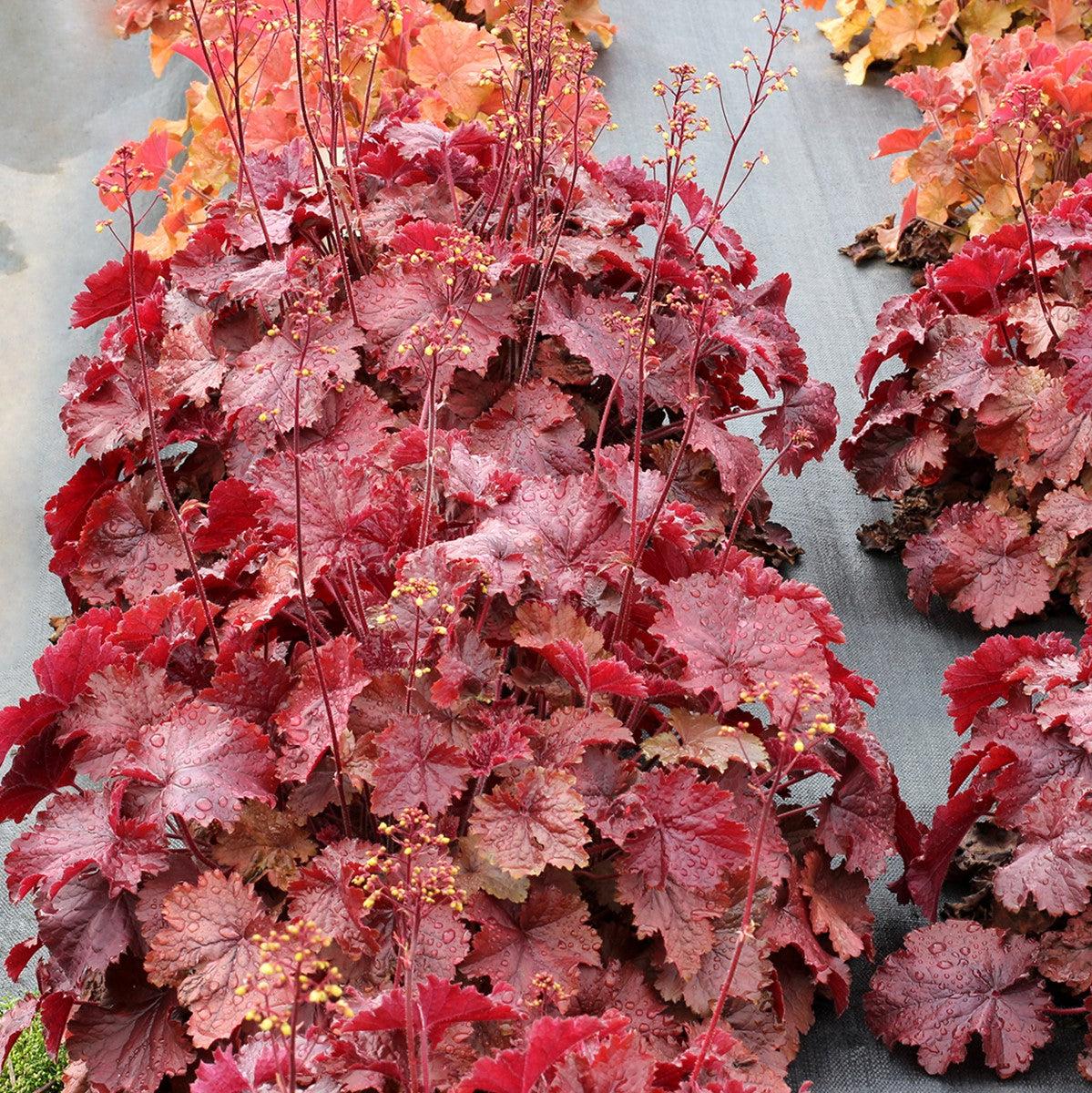 Heuchera x 'TNHEUNER' PP #29,420 - Northern Exposure™ Red Heuchera