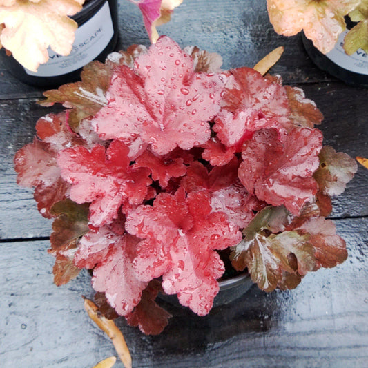 Heuchera x 'TNHEUFR' - Forever® Red Heuchera, Coral Bells
