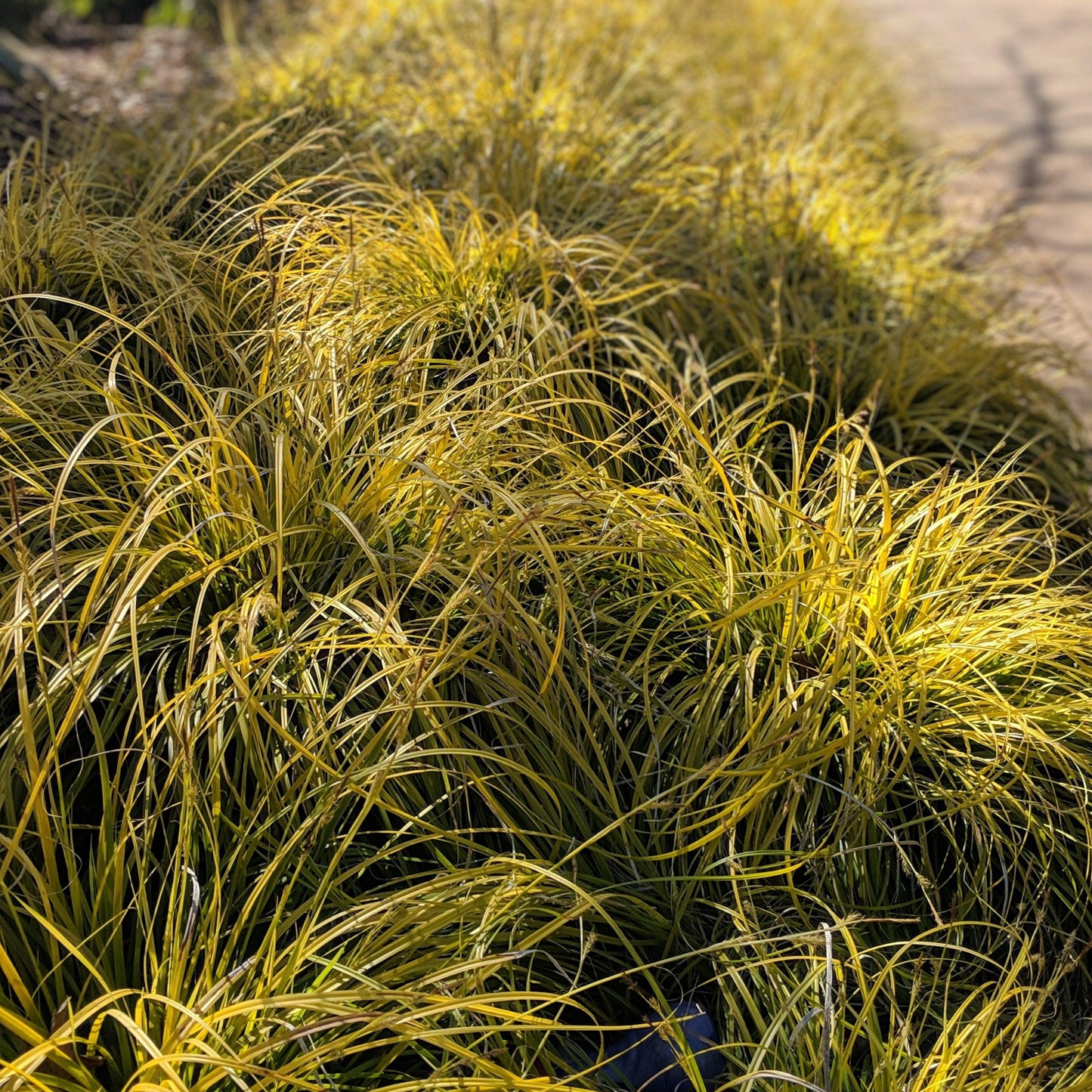 Carex oshimensis 'Everillo' PP#21,002 - EverColor® Everillo Sedge