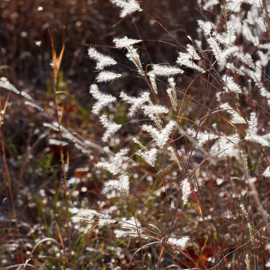 Andropogon ternarius 'Black Mountain' - Black Mountain Bluestem