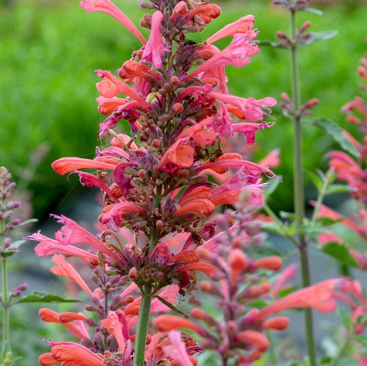 Agastache ‘Kudos Coral’ - Kudos™ Coral Hummingbird Mint, Hyssop