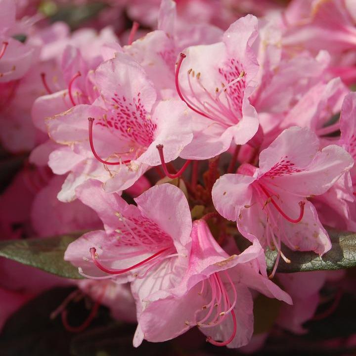 Rhododendron 'Aglo Rhododendron' - Aglo Rhododendron