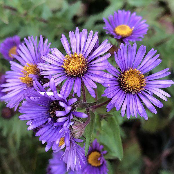 Aster novae-angliae 'Kickin Purple' - Kickin® Purple New England Aster