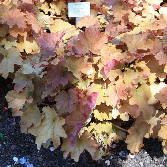 Heuchera 'Caramel' PP16,560 - Caramel Coral Bells, Heuchera