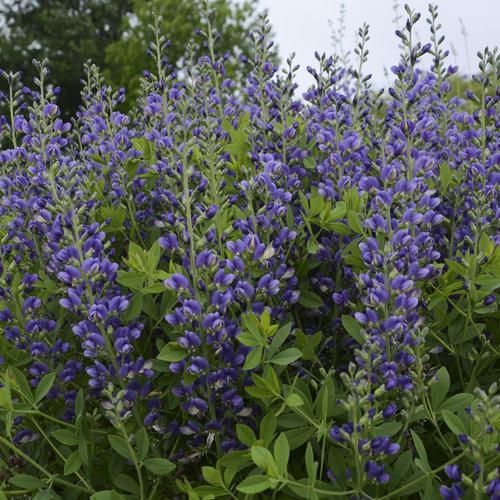 Baptisia 'Blueberry Sundae' - Decadence® Blueberry Sundae False Indigo