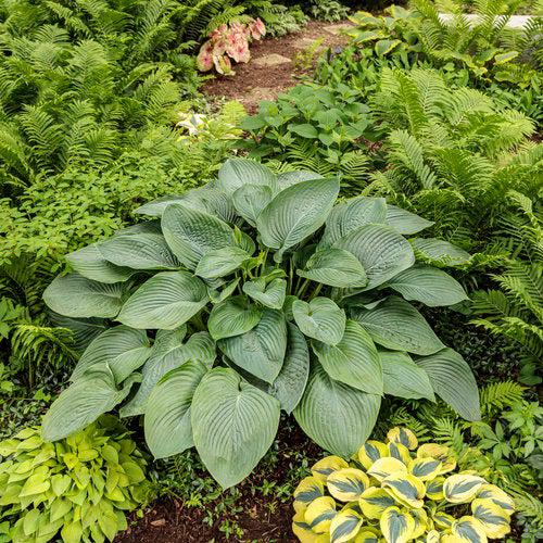 Hosta 'Empress Wu' PP20774 - PW® Shadowland® Empress Wu Hosta