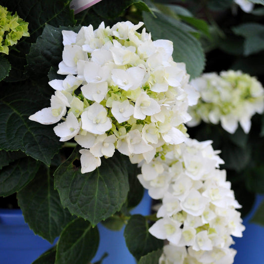 Hydrangea macrophylla 'Blushing Bride' - Endless Summer® Blushing Bride® Hydrangea