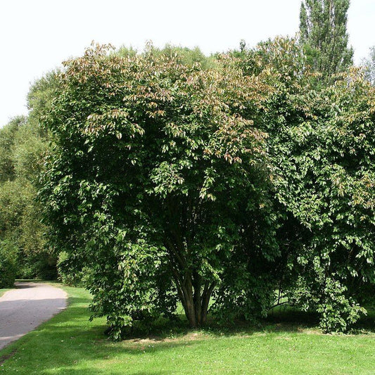 Viburnum lentago - Nannyberry