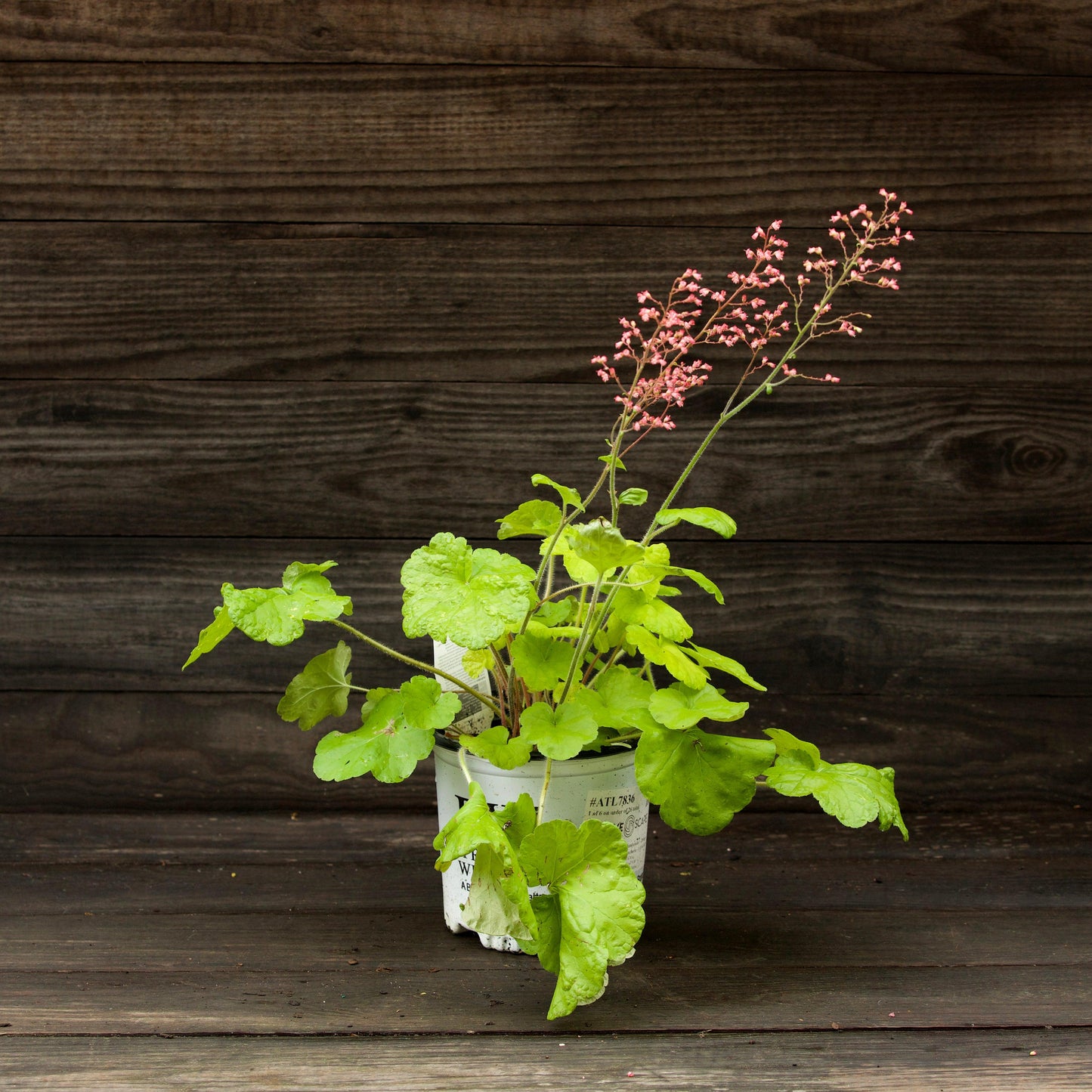 Heuchera 'Pistachio Ambrosia' - Primo® Pistachio Ambrosia Heuchera