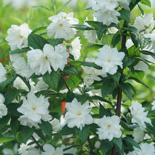 Philadelphus coronarius 'SMNPBD' - Illuminati Arch® Mockorange