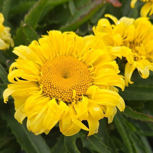 Leucanthemum x superbum 'Goldfinch' - Goldfinch Shasta Daisy
