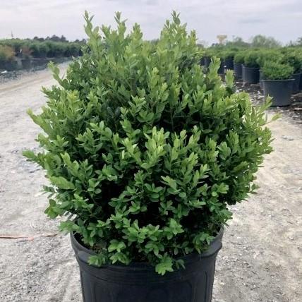 Buxus 'Green Mountain' - Green Mountain Boxwood