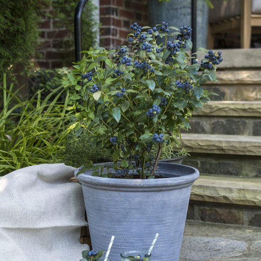 Vaccinium 'ORUS-61-1' - Bushel and Berry® Perpetua® Blueberry
