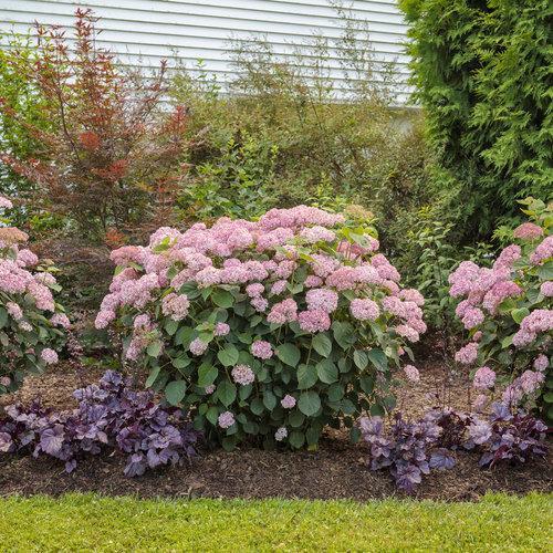 Hydrangea arborescens 'NCHA2' - Invincibelle® Spirit II Hydrangea