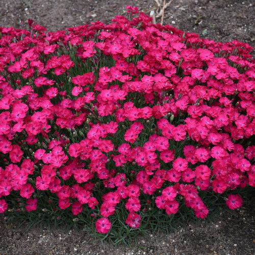 Dianthus 'Paint the Town Red' - Paint the Town Red Dianthus