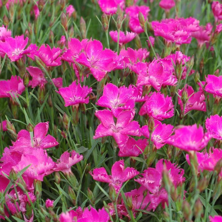 Dianthus x 'Kahori' - Sunflor® Kahori® Dianthus