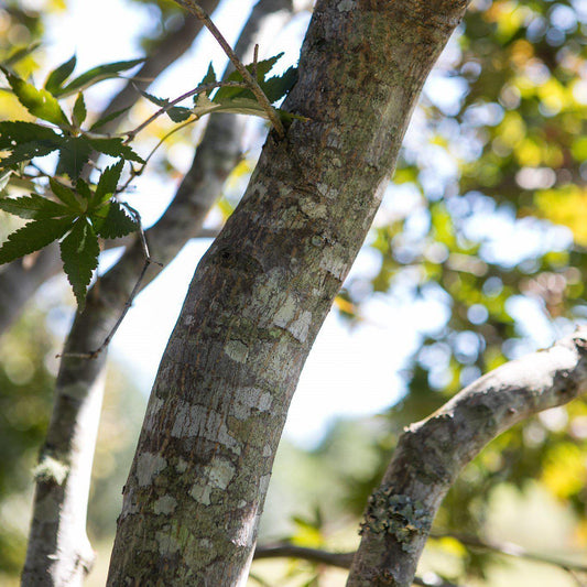 Acer palmatum 'Bloodgood' - Japanese Maple 'Bloodgood'