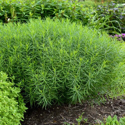 Amsonia 'String Theory' - String Theory Blue Star