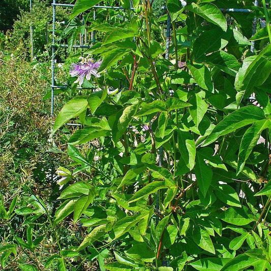Passiflora incarnata - Passion Flower, Maypop
