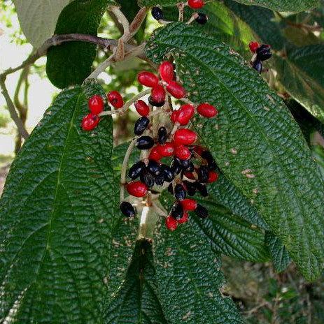 Viburnum rhytidophyllum - Leatherleaf Viburnum