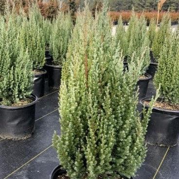 Juniperus chinensis 'Blue Point' - Blue Point Juniper