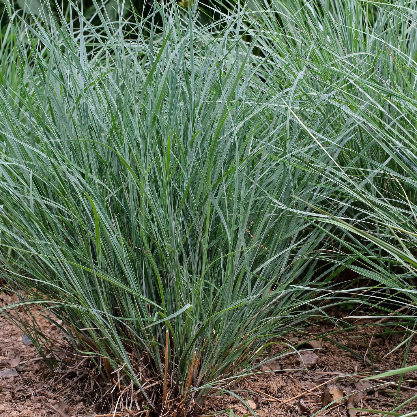 Schizachyrium scoparium 'Twilight Zone' PP27432 - Twilight Zone Little Bluestem