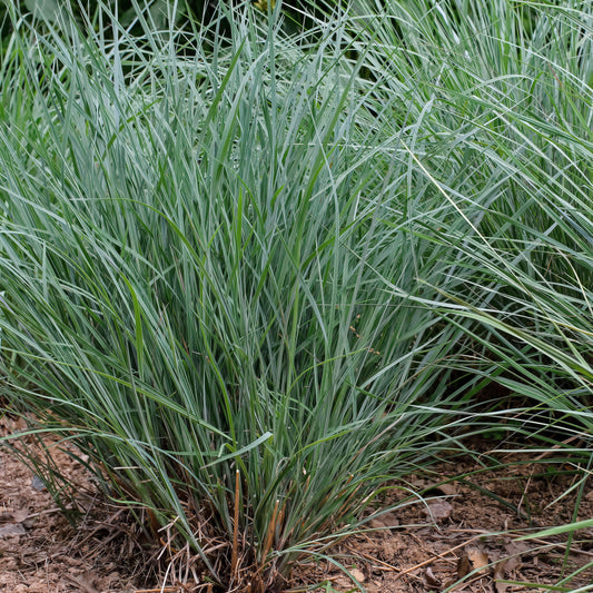 Schizachyrium scoparium 'Twilight Zone' PP27432 - Twilight Zone Little Bluestem