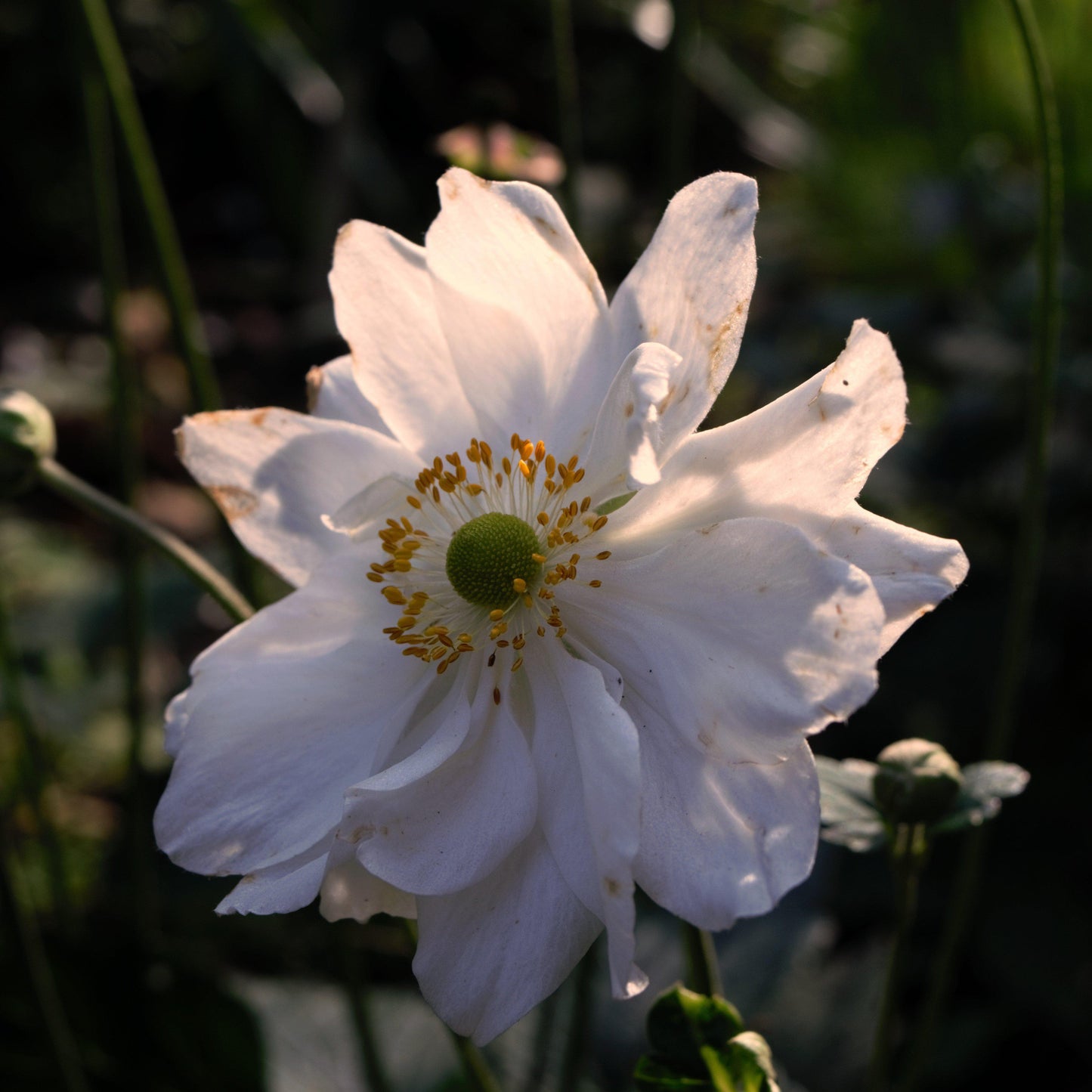 Anemone x hybrida 'Whirlwind' - Whirlwind Anemone