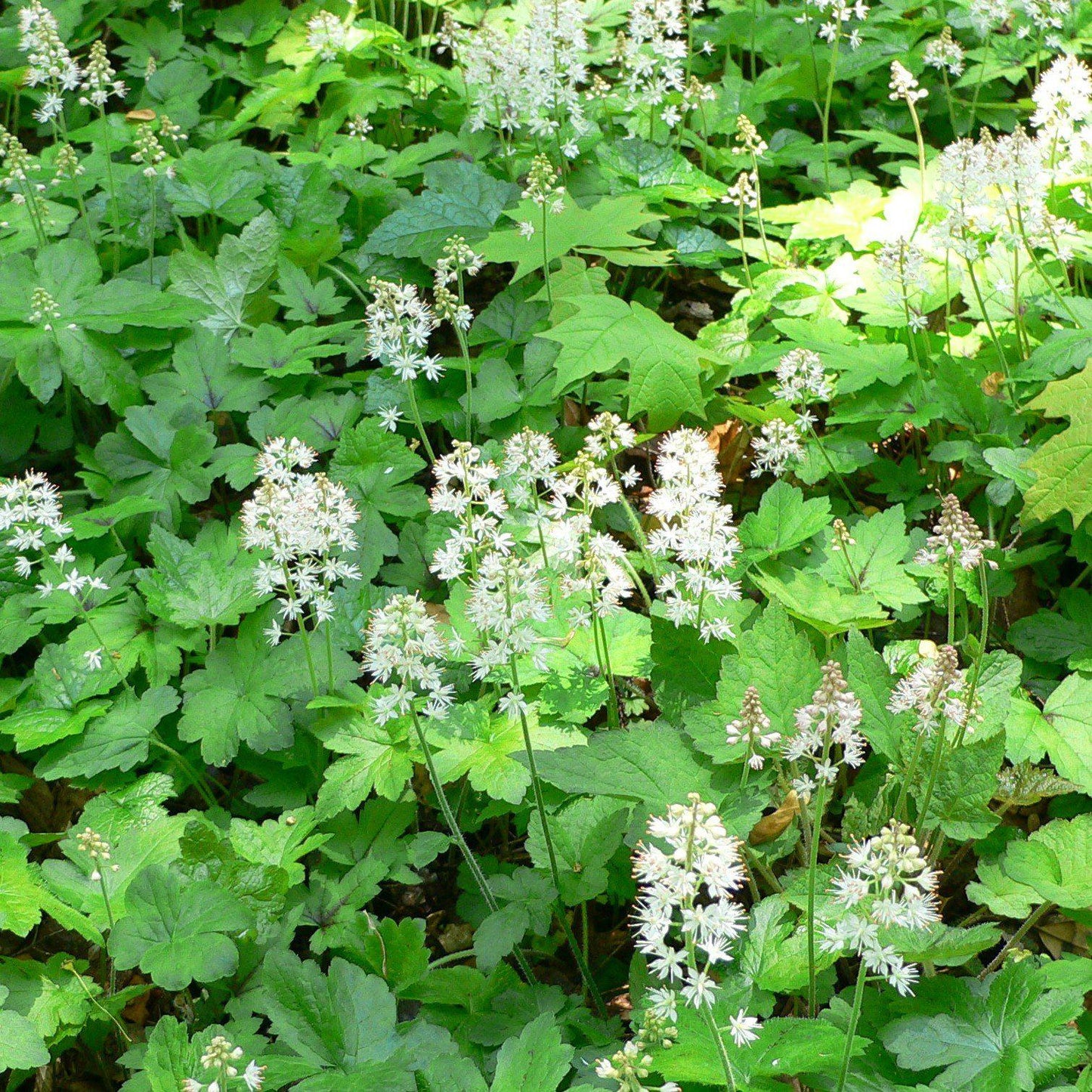 Tiarella cordifolia - Foam Flower
