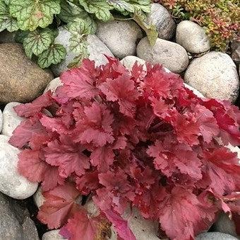 Heuchera x 'TNHEUNER' PP #29,420 - Northern Exposure™ Red Heuchera