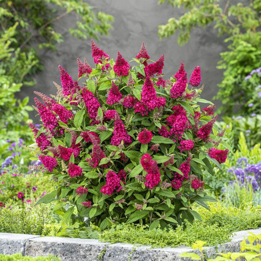 Buddleia davidii ‘BotEx 006’ PP34500 - Butterfly Candy™ Li'l Raspberry™ Butterfly Bush