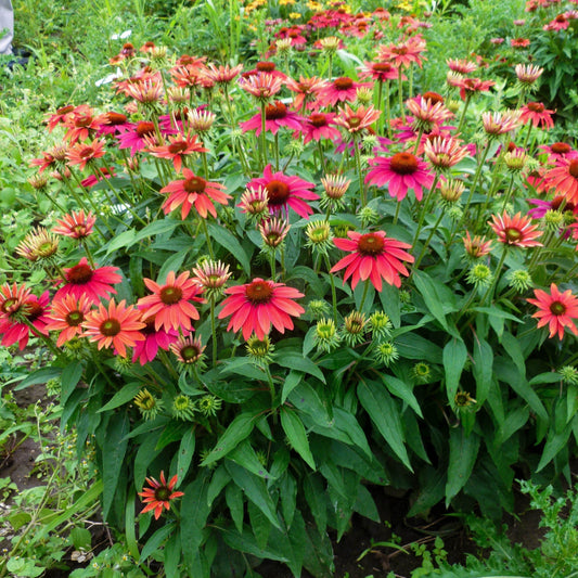 Echinacea 'Balsomtresgo' - Sombrero® Tres Amigos Coneflower