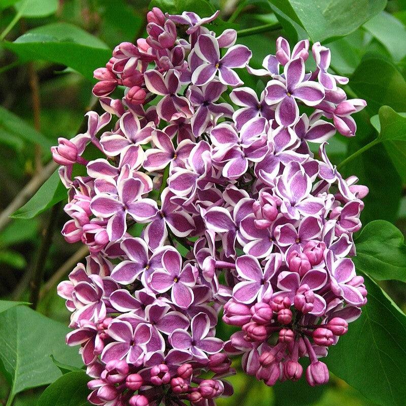 Syringa vulgaris 'Sensation' - Sensation Lilac
