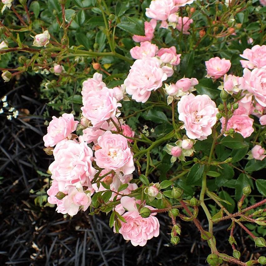 Rosa 'The Fairy' - The Fairy Rose