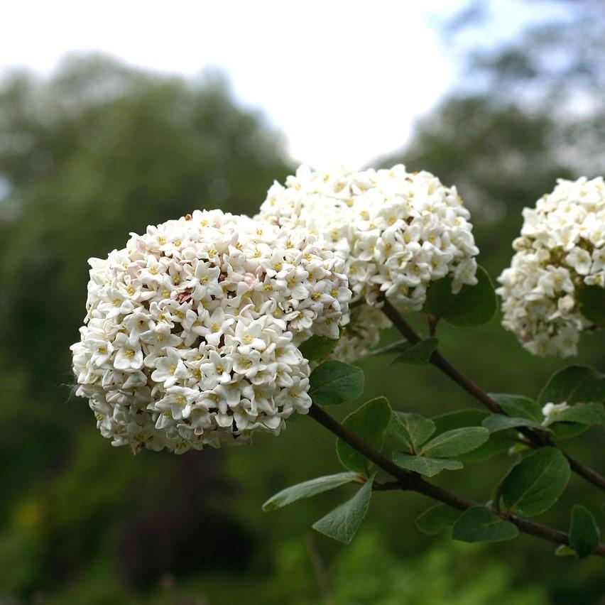 Viburnum carlesii - Korean Spice Viburnum