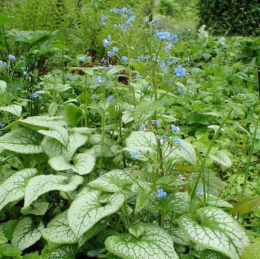 Brunnera macrophylla 'Jack Frost' - Jack Frost Siberian Bugloss