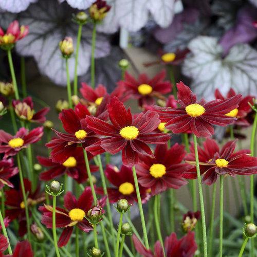 Coreopsis x 'Red Elf' - Lil' Bang™ Red Elf Tickseed
